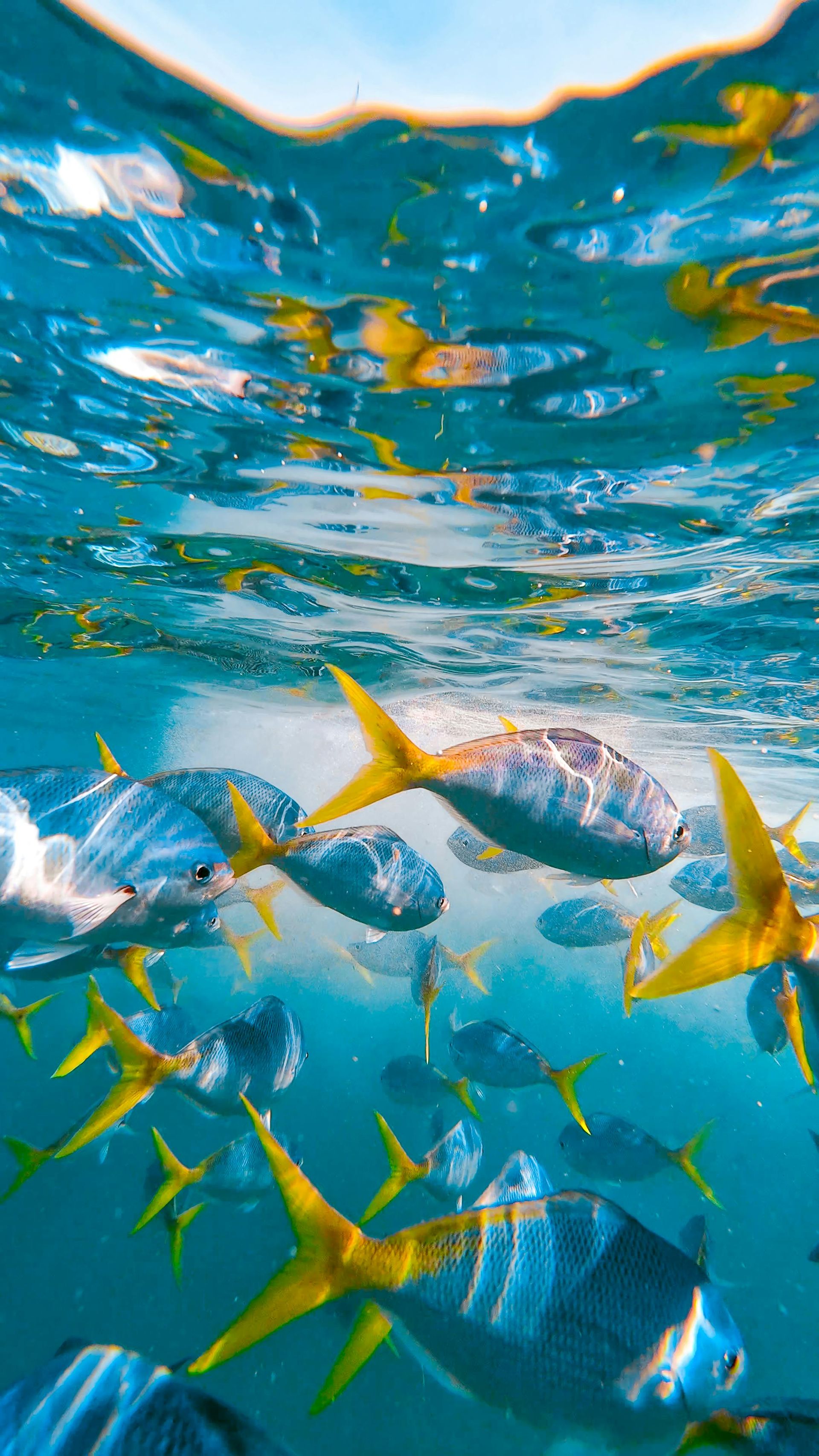 Snorkeling at Caño Island