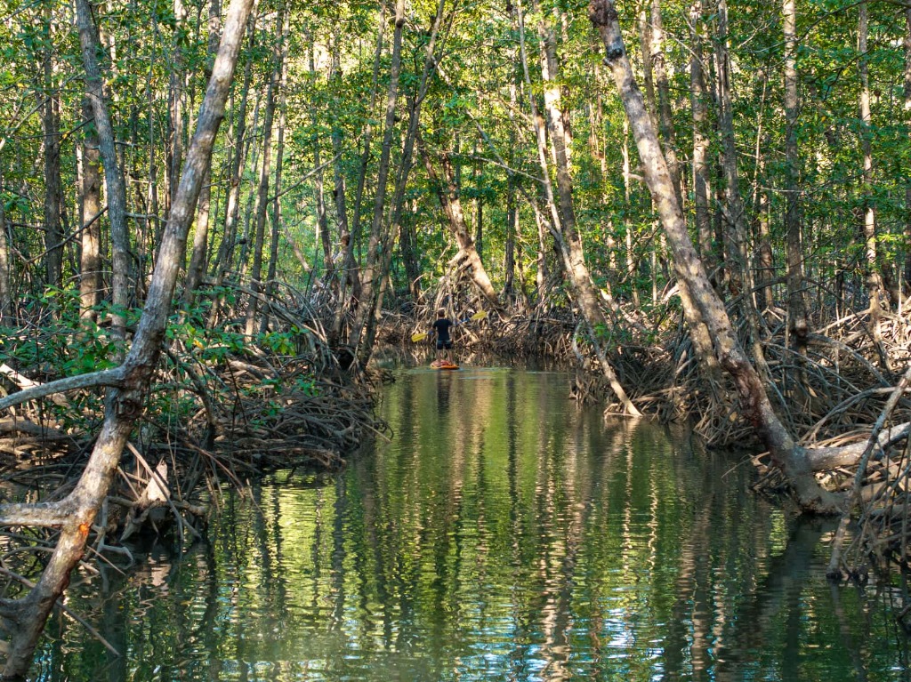 Kayaking through mangroves