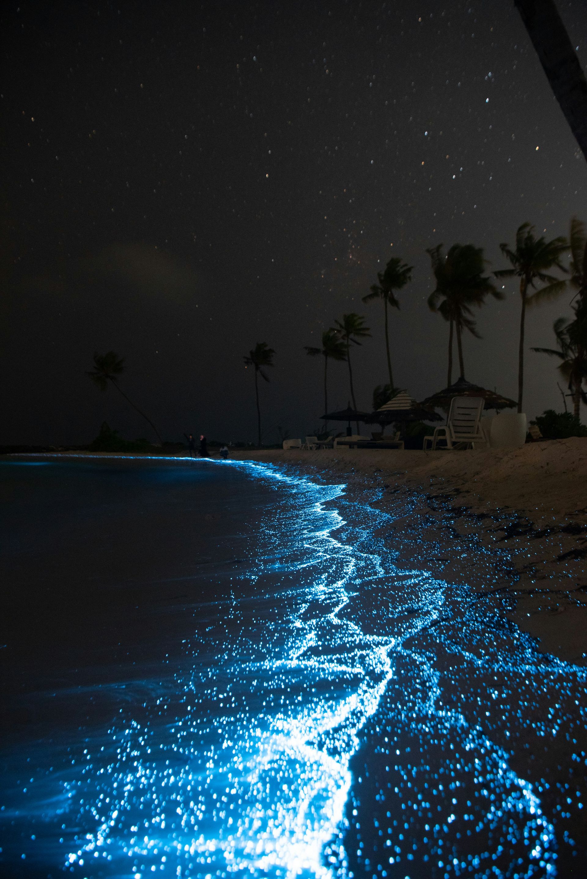Bioluminescent plankton night tour