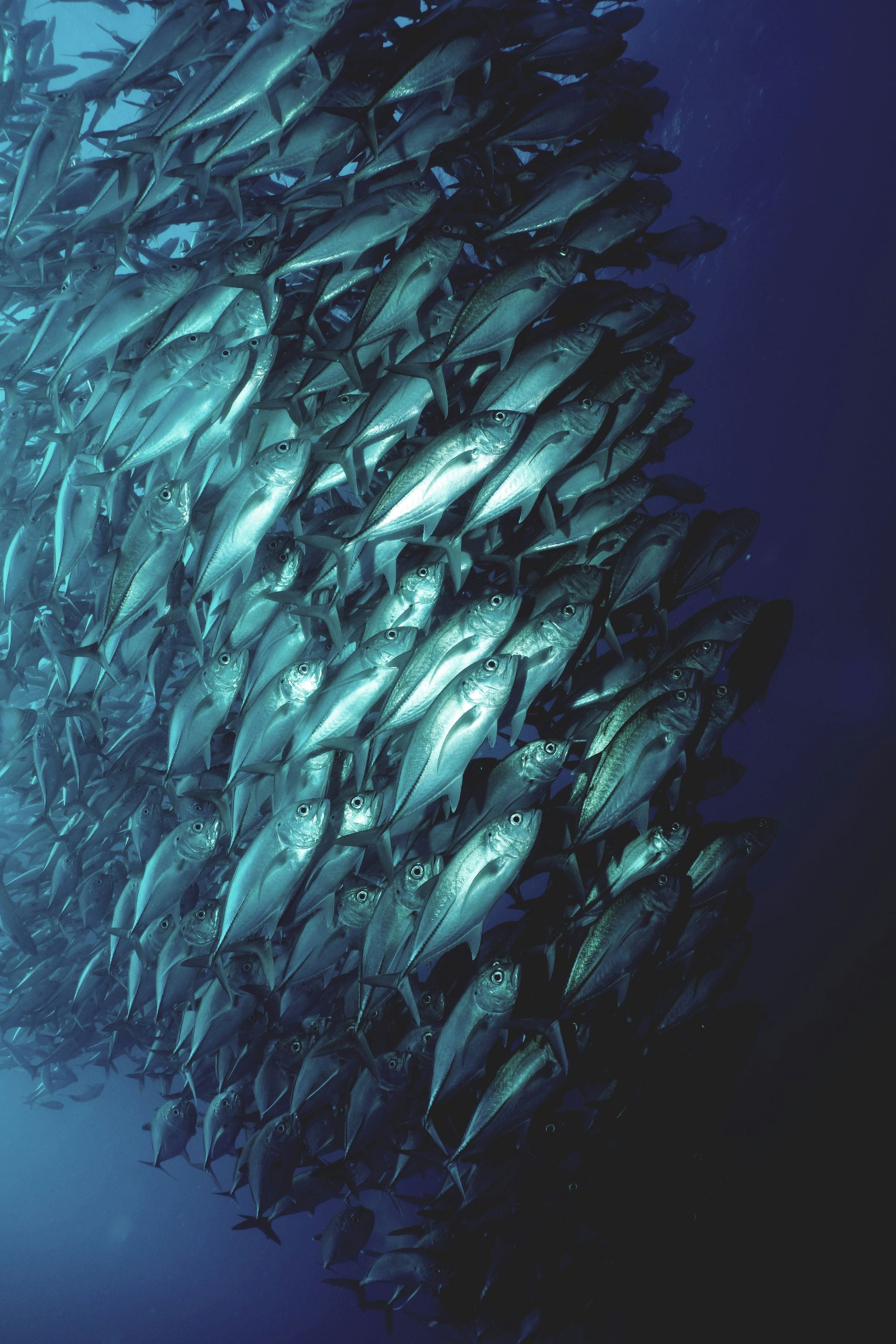 Deep sea fishing in Costa Rica