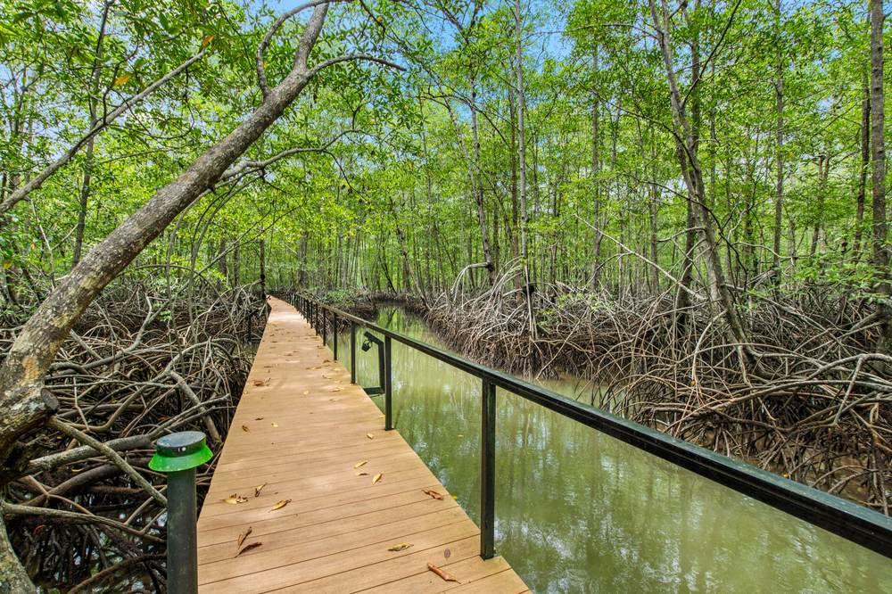 Boardwalk through the mangroves below the estate
